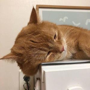 欧美成人四级HD版
